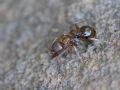 Aphaenogaster subterranea (cfr.)